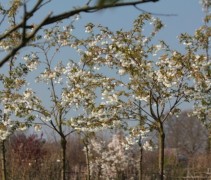Japanse sierkers  'Shirotae' bomen in bloei