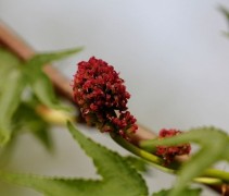 Liquidambar 'stared'