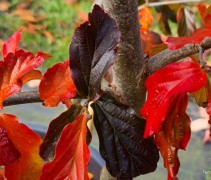 Parrotia persica 'Bella' 