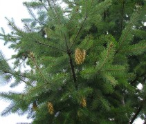 Pseudotsuga menziesii 