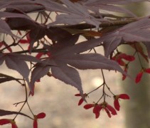 blad Acer palmatum ‘Atropurpureum’