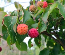 Cornus kousa Chinensis