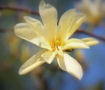Ontluikende knoppen en bloemen van de Magnolia Goldstar