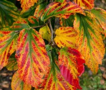 Parrotia persica 'Vanessa' herfstblad