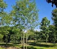 Quercus rubra - Amerikaanse eik - 3