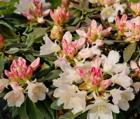 Rododendron yakushimanum 'Golden Torch' - Rododendron 'Golden Torch' - 1