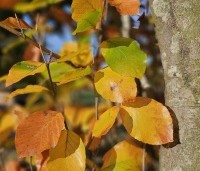 Fagus sylvatica 'Dawyck Gold' - Zuilbeuk - 1