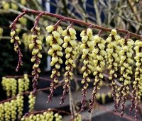 Stachyurus praecox - Staartaar - bloei februari 2024