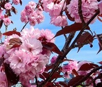 Prunus serrulata 'Royal Burgundy'  - Roodbladige sierkers - 1