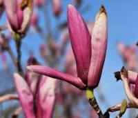 Magnolia 'Heaven Scent'  - Beverboom - 1