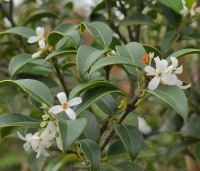 Osmanthus heterophyllus - Schijnhulst - najaarsbloei