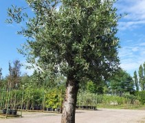 Olijfboom, Olea europea op stam
