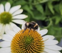 Echinacea purpurea 'Alba' - Zonnehoed wit - 1