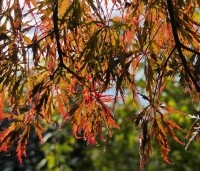 Acer palmatum 'Garnet' - Japanse esdoorn 'Garnet' - 1