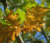 Quercus frainetto - Hongaarse eik - 2