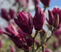 Magnolia 'Starburst' - Magnolia 'Starburst' - bloeit vanaf eind maart volop