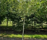 Malus dom. 'Lombarts calville' - Malus dom. 'Lombarts calville' - 4