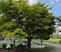 Acer palmatum - Japanse Esdoorn - Veterane esdoorn in het stadspark van Interlaken
