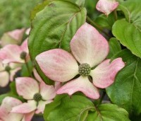 Cornus satomi - Kornoelje - 1