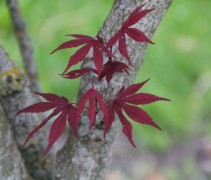 Acer palmatum atropurpureum
