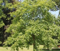 Nyssa sylvatica
