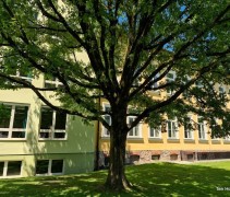 Quercus robur