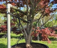Acer palmatum 'Beni Hagoromo' - Japanse Esdoorn 'Beni Hagoromo' - 8