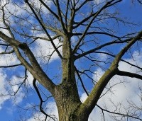 Pterocarya Stenoptera - Vleugelnoot - 3