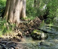 Taxodium distichum - Moerascypres - 1
