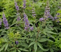 Vitex agnus-castus - Monnikenpeper - 2