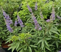 Vitex agnus-castus - Monnikenpeper - 3