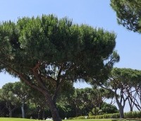 pinus pinea - Parasolden - 11