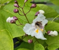 Catalpa bignonioides 'Aurea' - Gouden trompetboom - 2