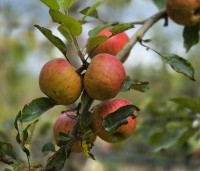 Malus domestica 'Elstar' - Appel Elstar - 7