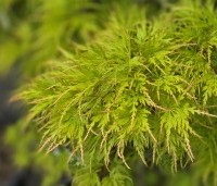 Acer palmatum 'Seiryu' - Japanse Esdoorn 'Seiryu' - 1