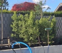 Ilex crenata 'Green Hedge' - Japanse hulst - 2