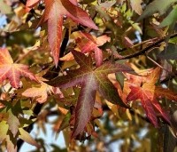 Liquidambar styraciflua 'Worplesdon' - Amberboom - 2