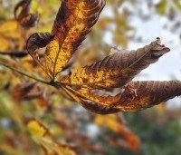 Aesculus hippocastanum 'Baumannii' - Dubbelbloemige paardenkastanje - 1
