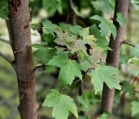 Acer rubrum 'Brandywine' - Acer rubrum 'Brandywine' - 3