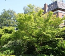 Acer palmatum toegepast in een tuin