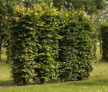 Groene beuk - Haagscherm vormen te zien op onze kwekerij te Apeldoorn