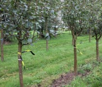 Malus domestica 'Santana' meerjarige halfstamboom