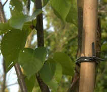 Blad van de Zilverberk boom