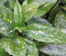 Broodboom 'Variegata'