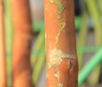 Lagerstroemia 