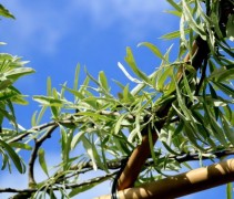Pyrus salicifolia 'Pendula'  