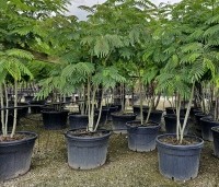 Albizia julibrissin - Perzische slaapboom - juli 2024