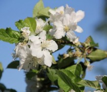 Bloesem Elstar appelboom