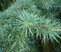 De naald bezetting van Cedrus deodara 