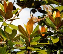 Magnolia 'Galissonnière', hoogstam met glanzend blad